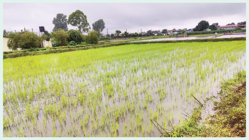 आर्थिक अभियान १७ औं वार्षिकोत्सव विशेष : कृषि र खाद्य सम्प्रभुता : बहसको खाँचो